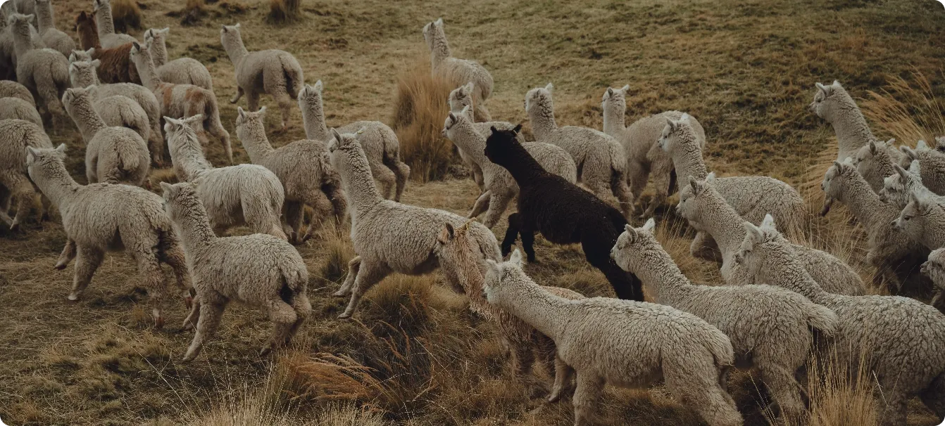 alpaca running