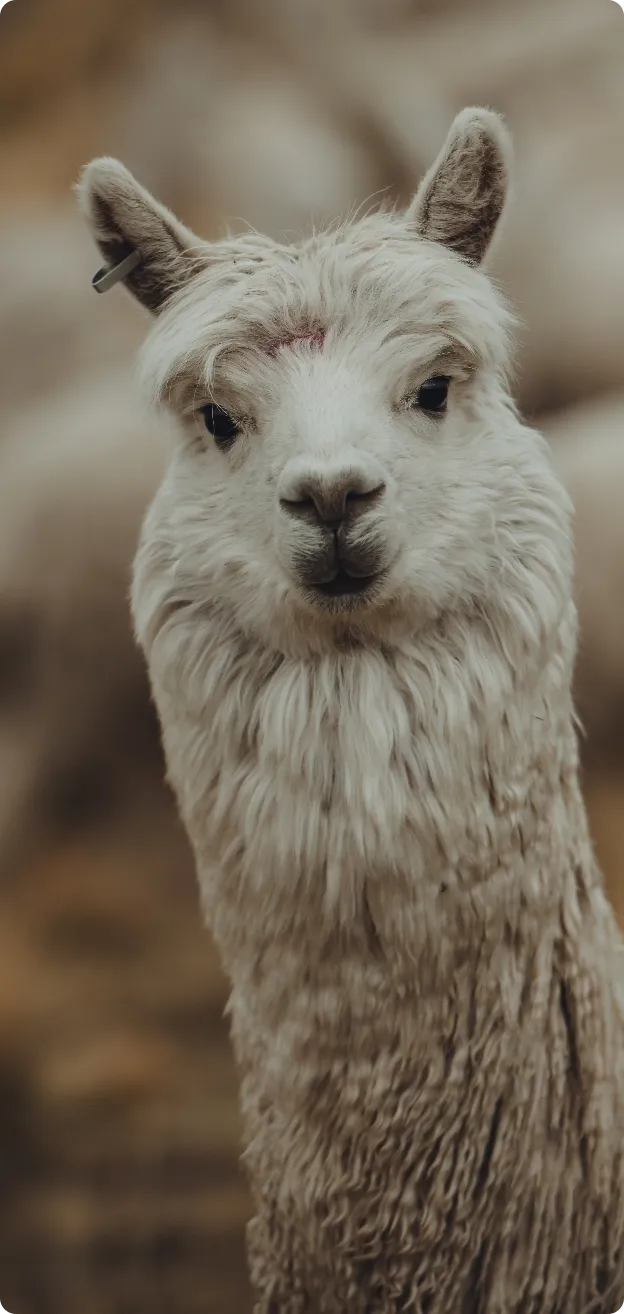 alpaca